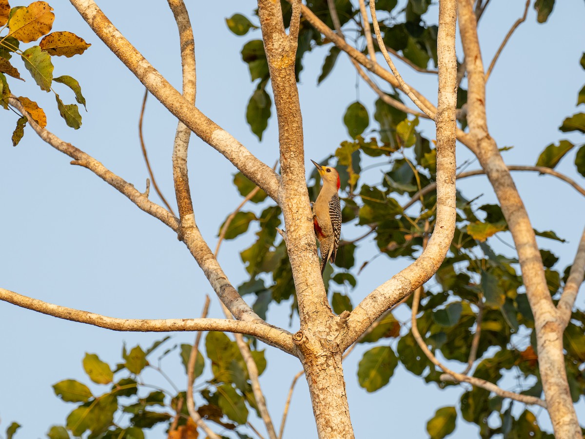 Yucatan Woodpecker - ML616673931