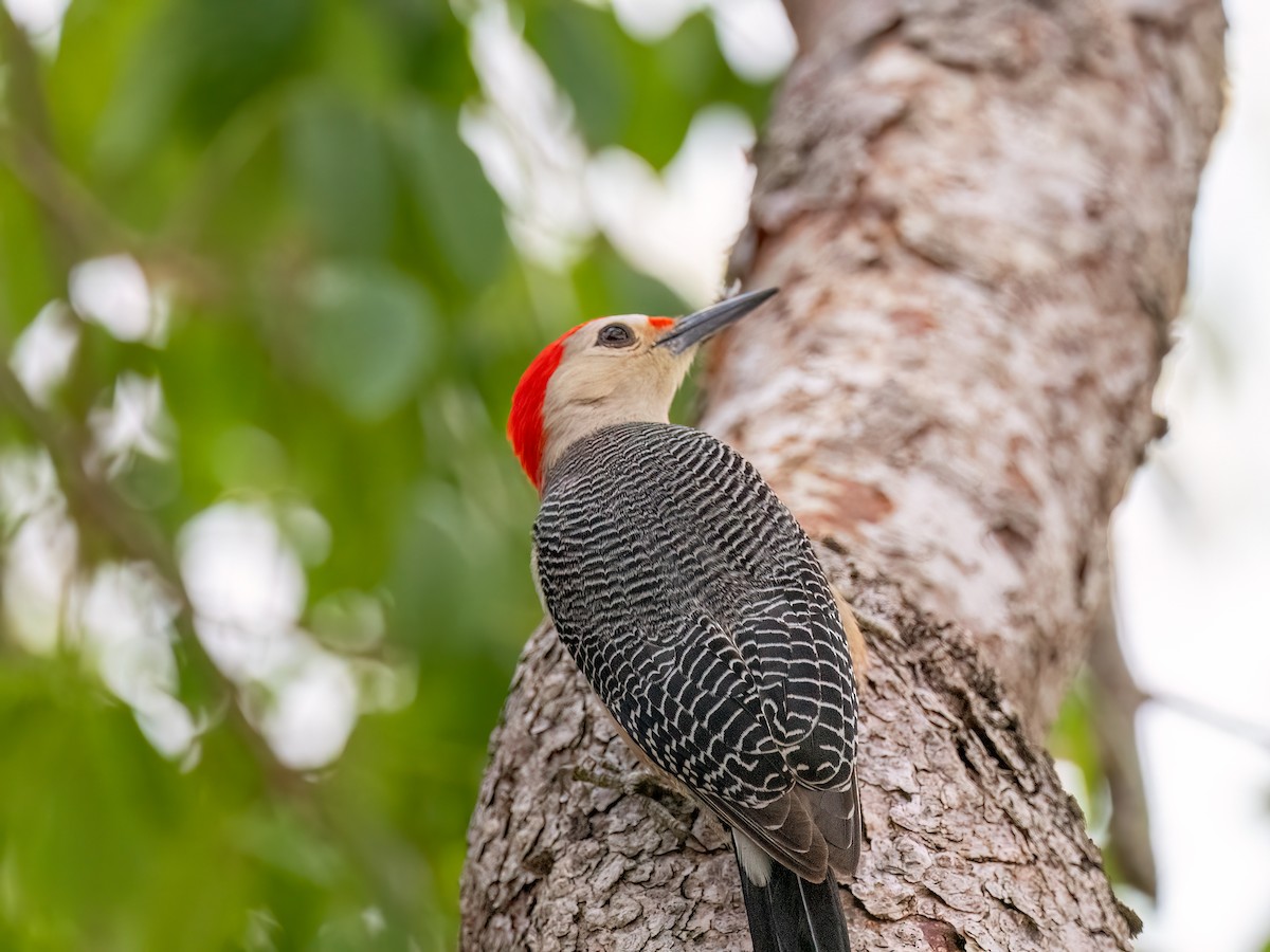 Golden-fronted Woodpecker (Velasquez's) - ML616674117