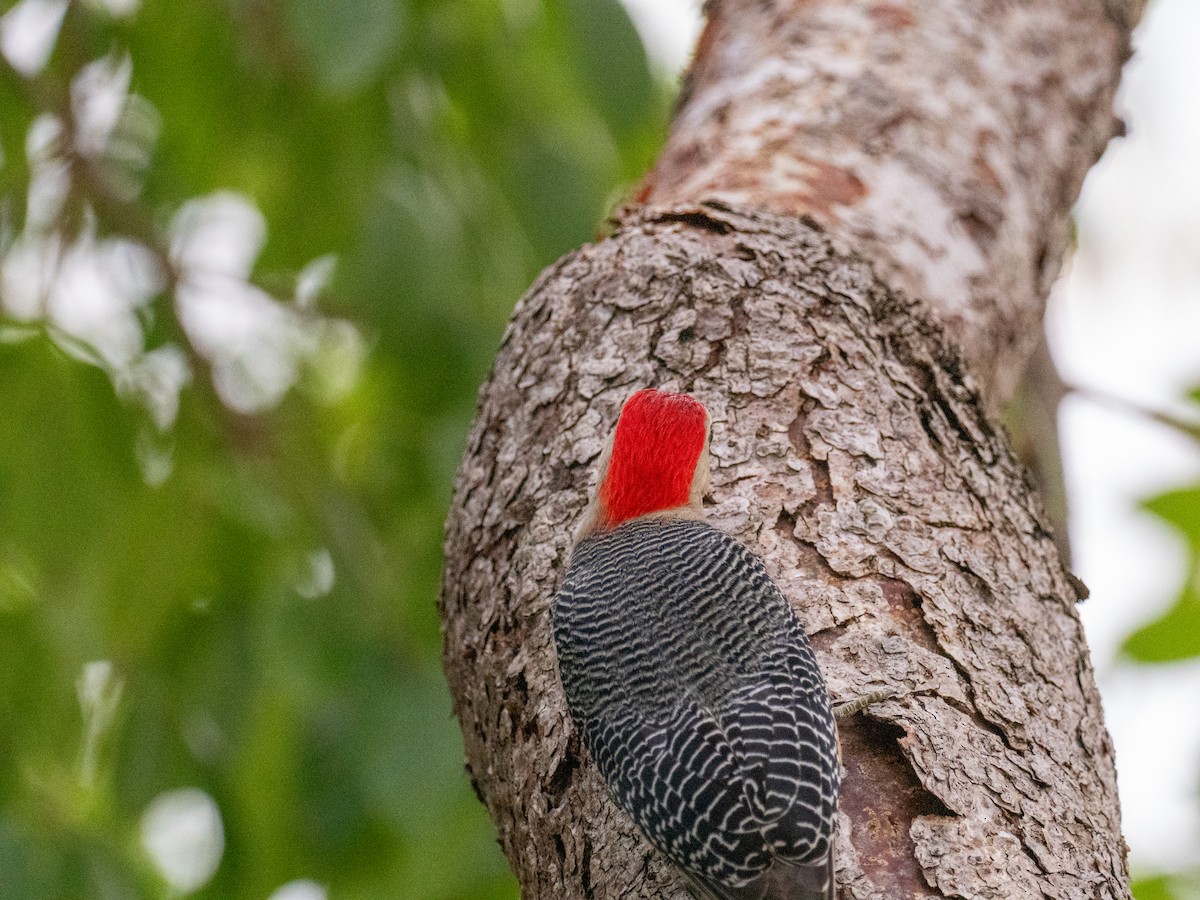 Golden-fronted Woodpecker (Velasquez's) - Danielle Perdaen