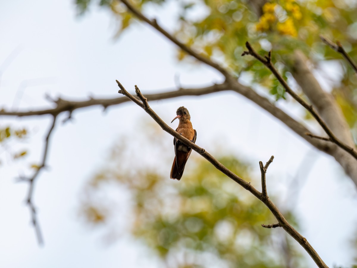 kolibřík ryšavý - ML616674147
