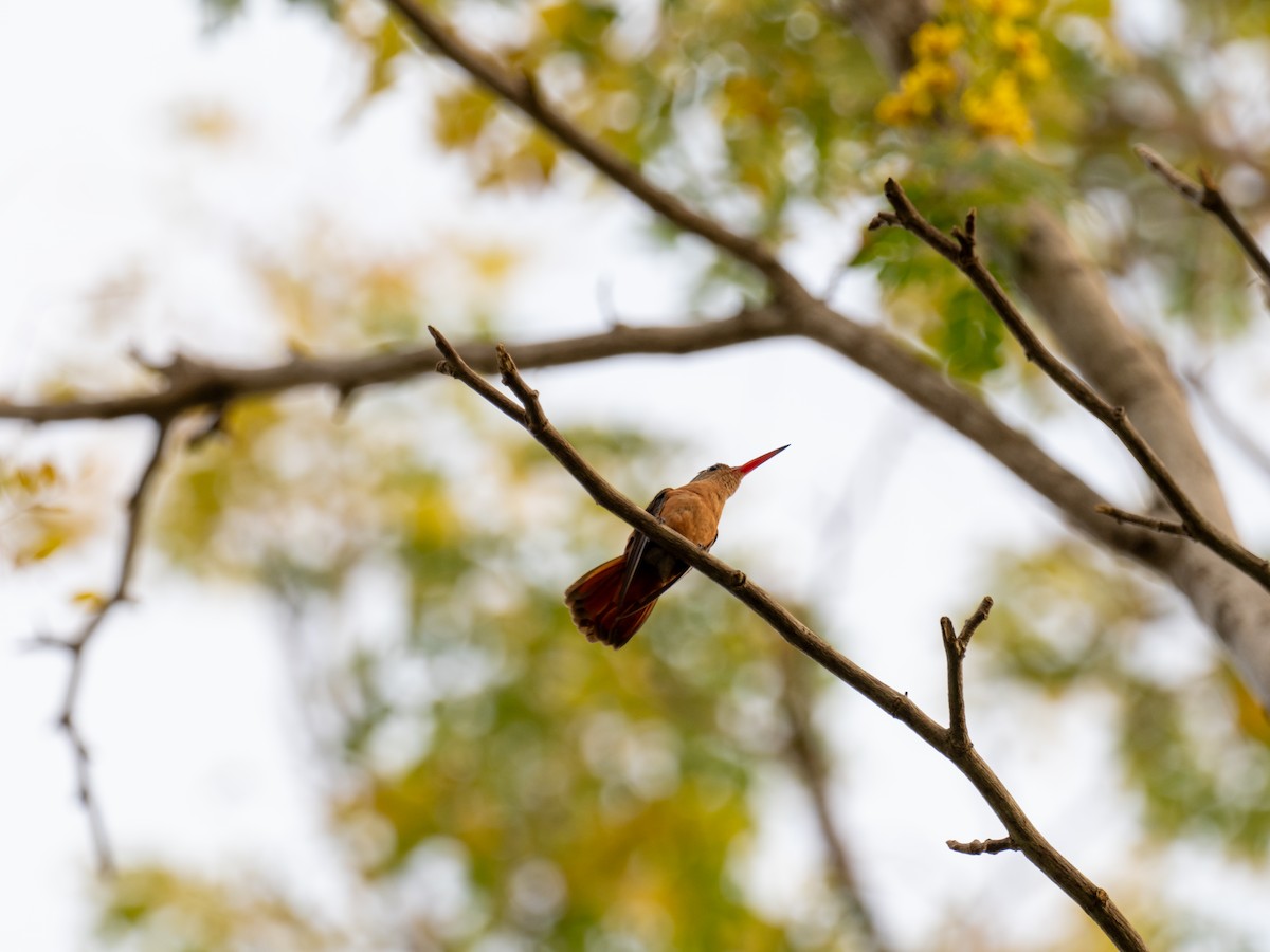 kolibřík ryšavý - ML616674149