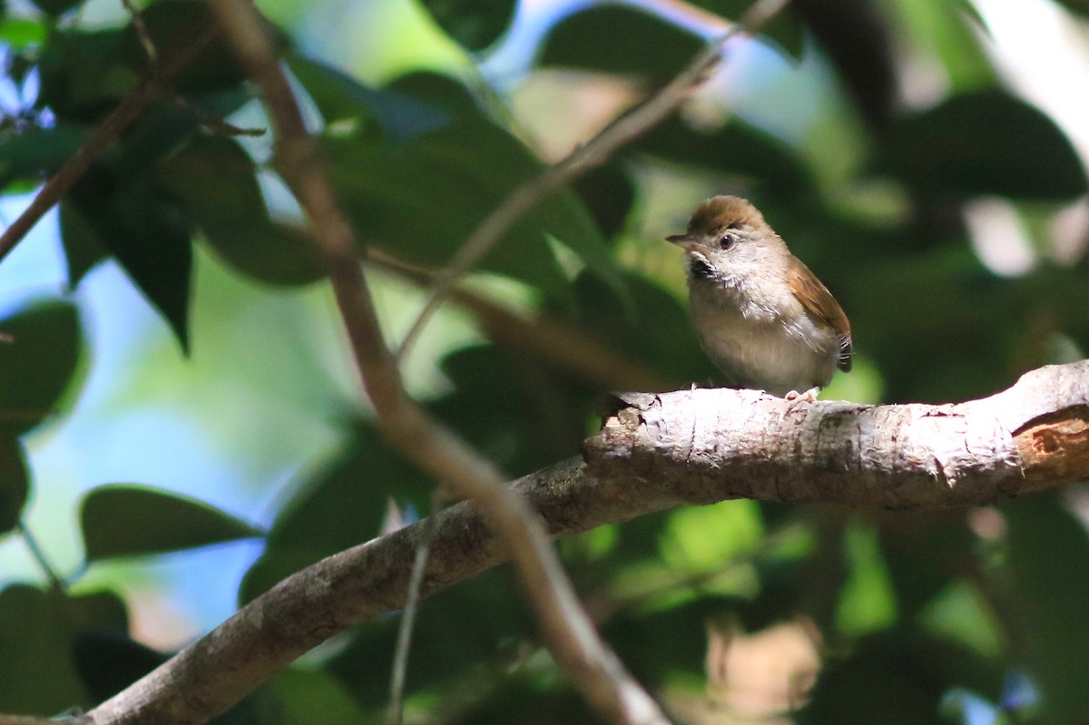 Sooty-fronted Spinetail - Clément Braud