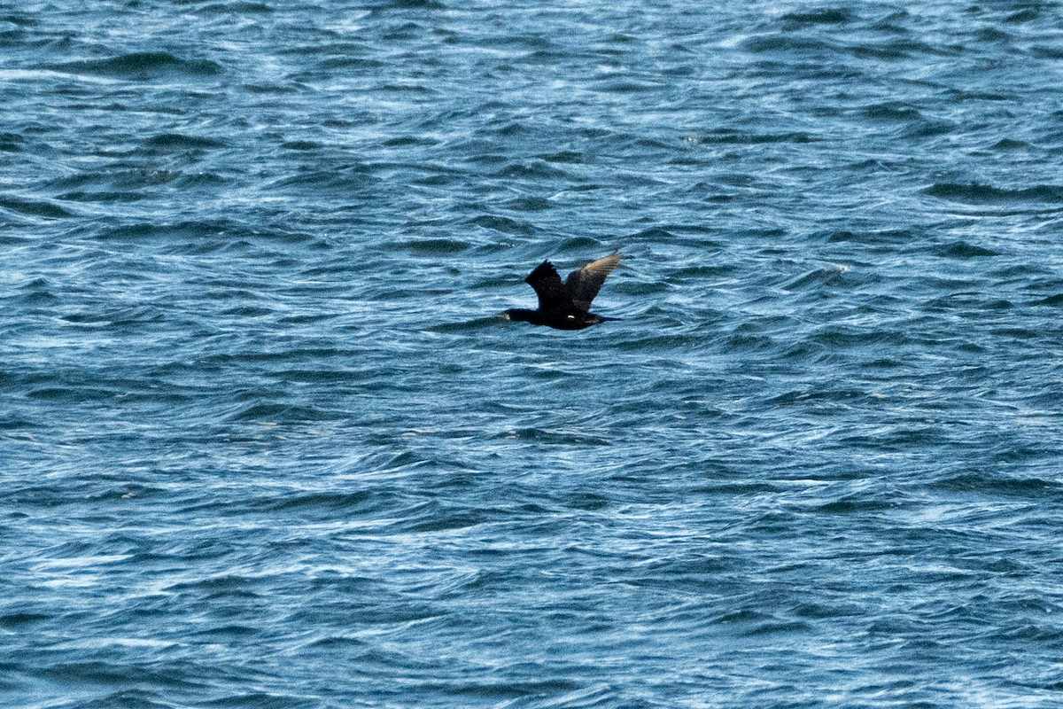 Great Cormorant (North Atlantic) - ML616674395