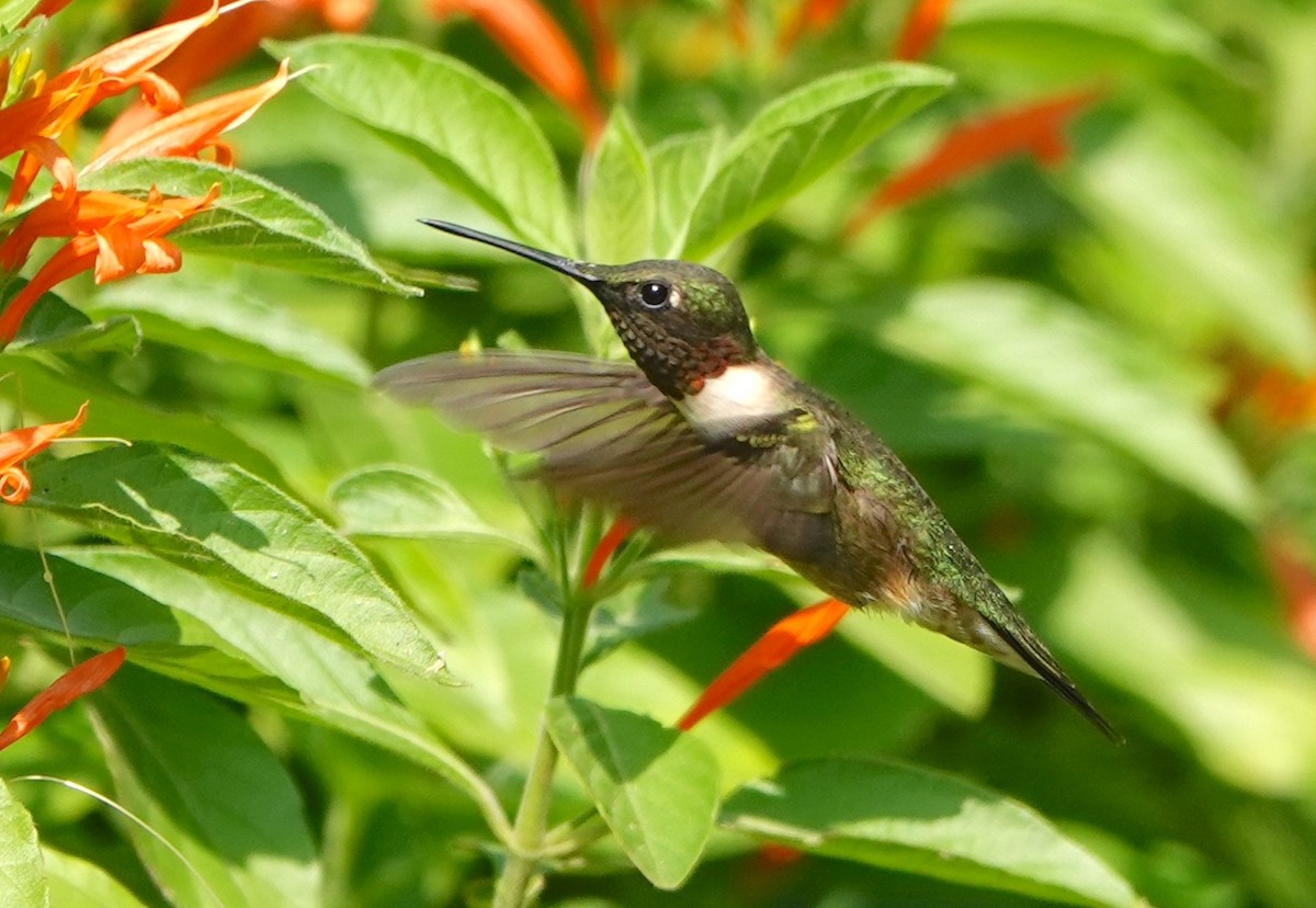 Ruby-throated Hummingbird - ML616674485