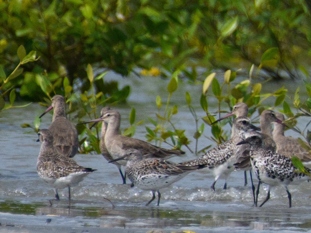 Great Knot - ML616674511