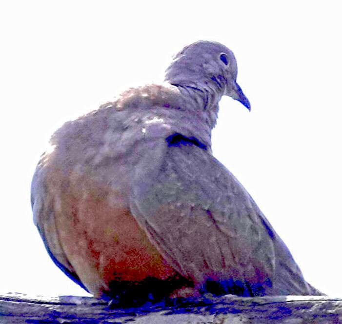 Eurasian Collared-Dove - ML616674556