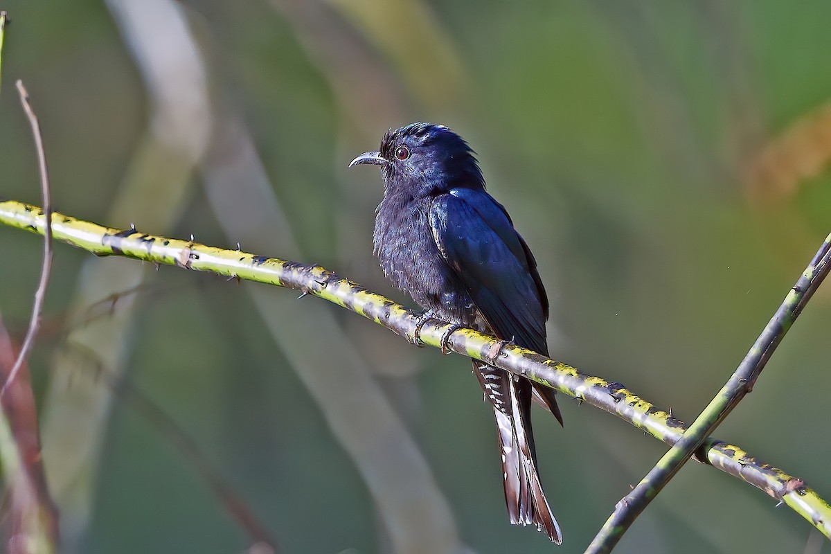 Square-tailed Drongo-Cuckoo - ML616674719