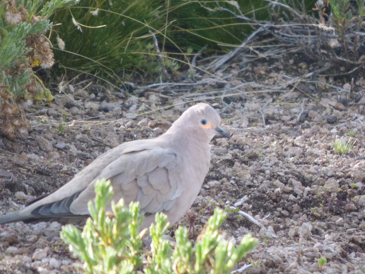 Black-winged Ground Dove - ML616674806