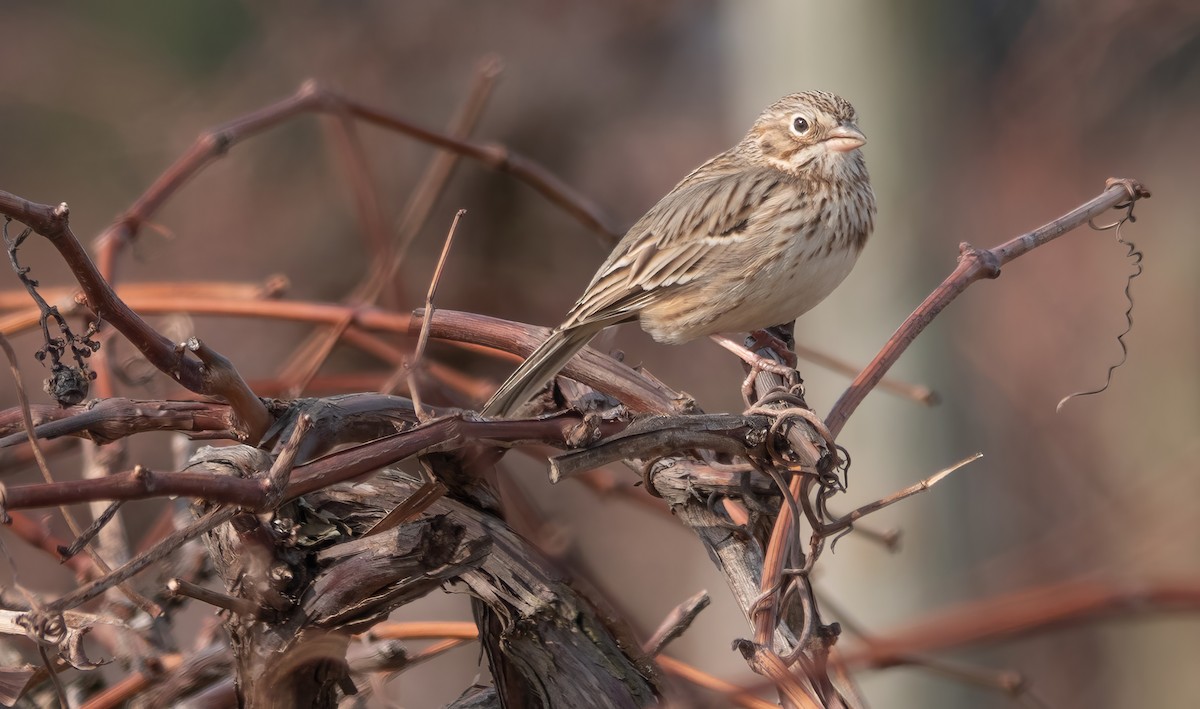 Vesper Sparrow - Gale VerHague