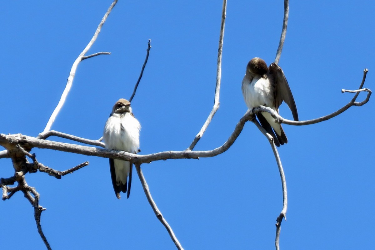 Northern Rough-winged Swallow - ML616674940