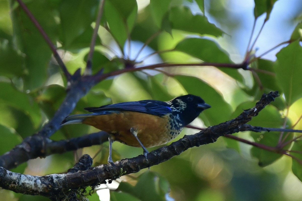 Spangle-cheeked Tanager - ML616675000
