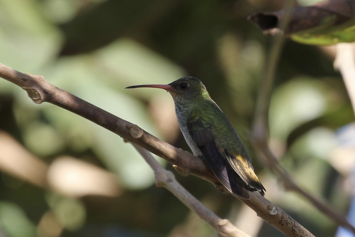 Gilded Hummingbird - Tim Cowley