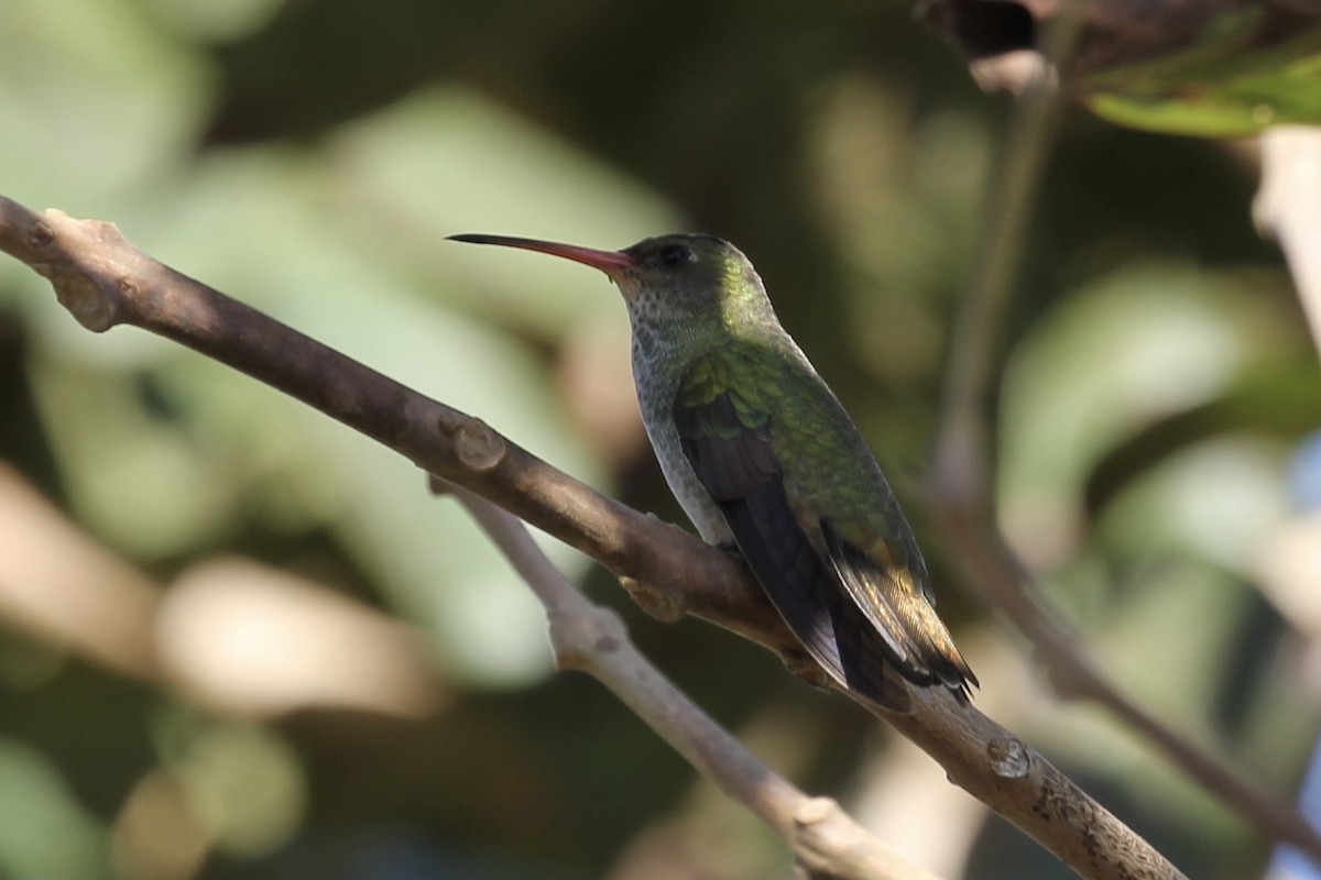 Gilded Hummingbird - Tim Cowley