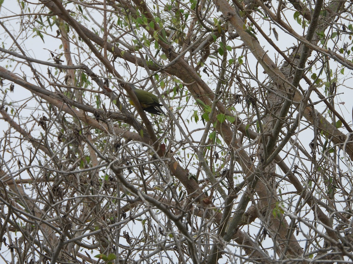 Желтобрюхий зелёный голубь - ML616675271