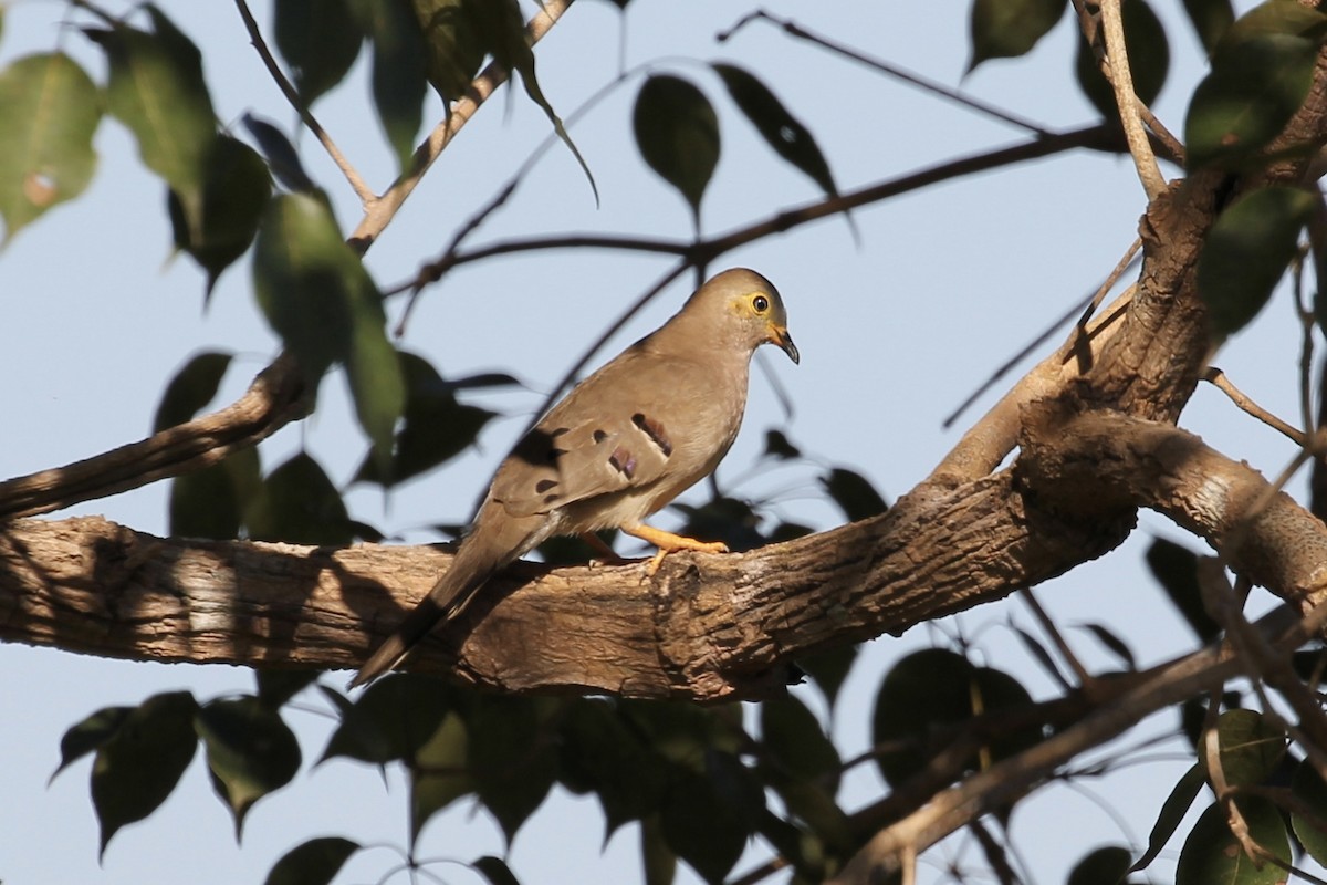 Long-tailed Ground Dove - ML616675305