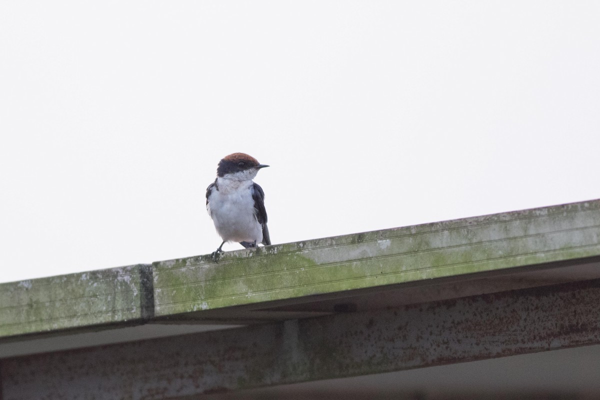 Wire-tailed Swallow - ML616675308