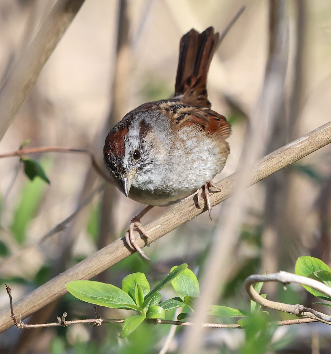Swamp Sparrow - ML616675355