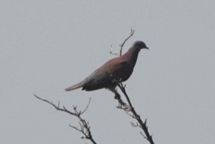 Pale-vented Pigeon - ML616675402