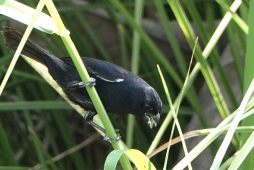 Variable Seedeater - ML616675466