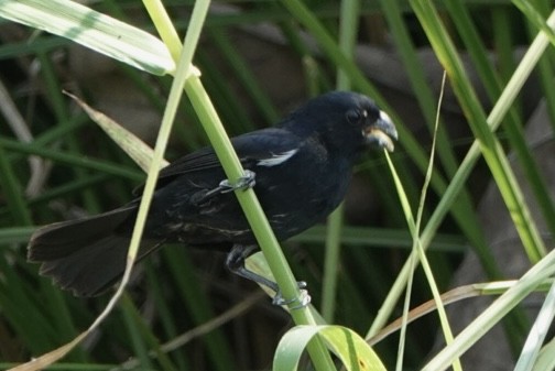 Variable Seedeater - ML616675467