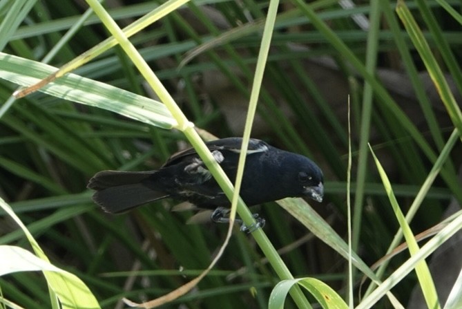 Variable Seedeater - ML616675468