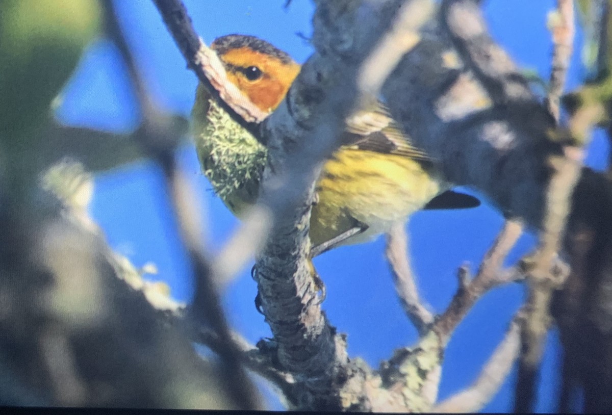 Cape May Warbler - ML616675596