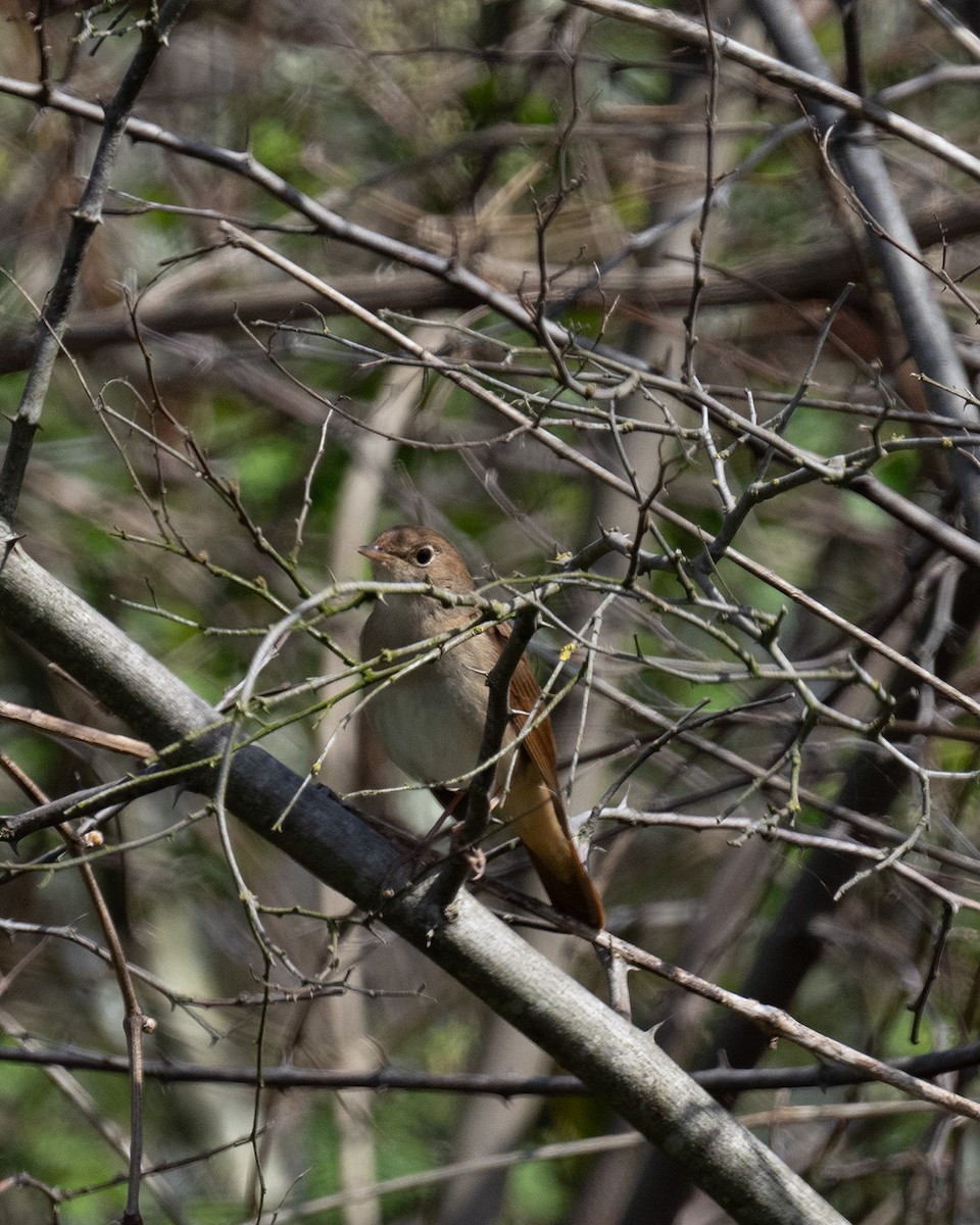 Common Nightingale - Ertuğrul Divlecen