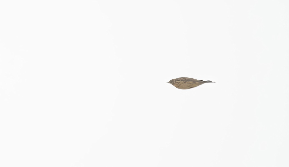 linduška skalní (ssp. littoralis) - ML616675892