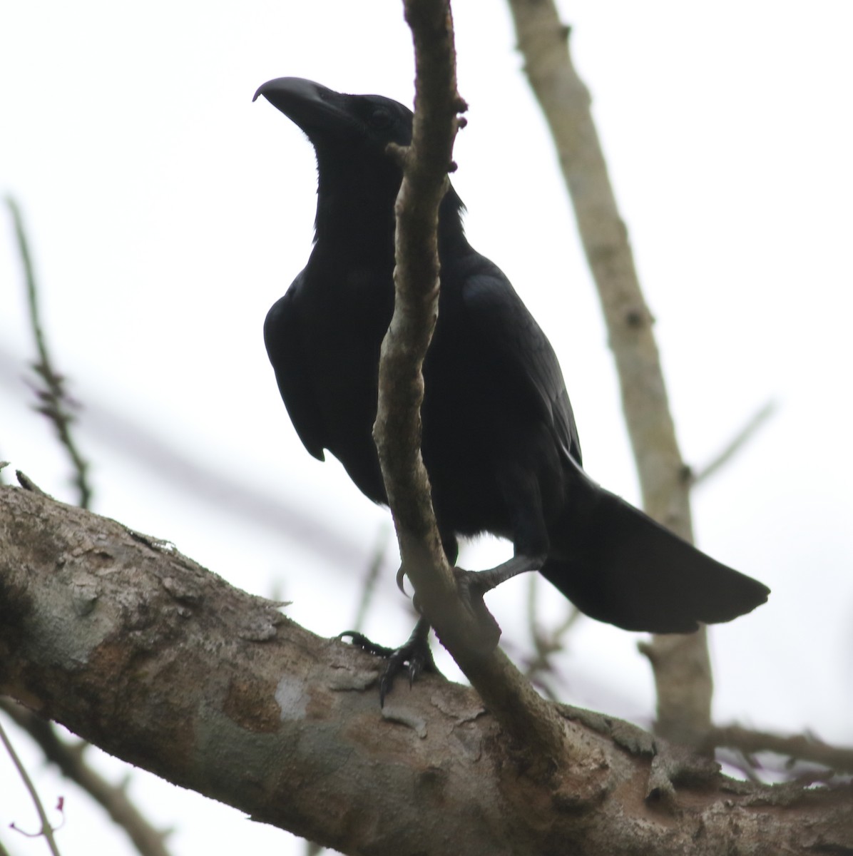 Large-billed Crow (Indian Jungle) - ML616675945