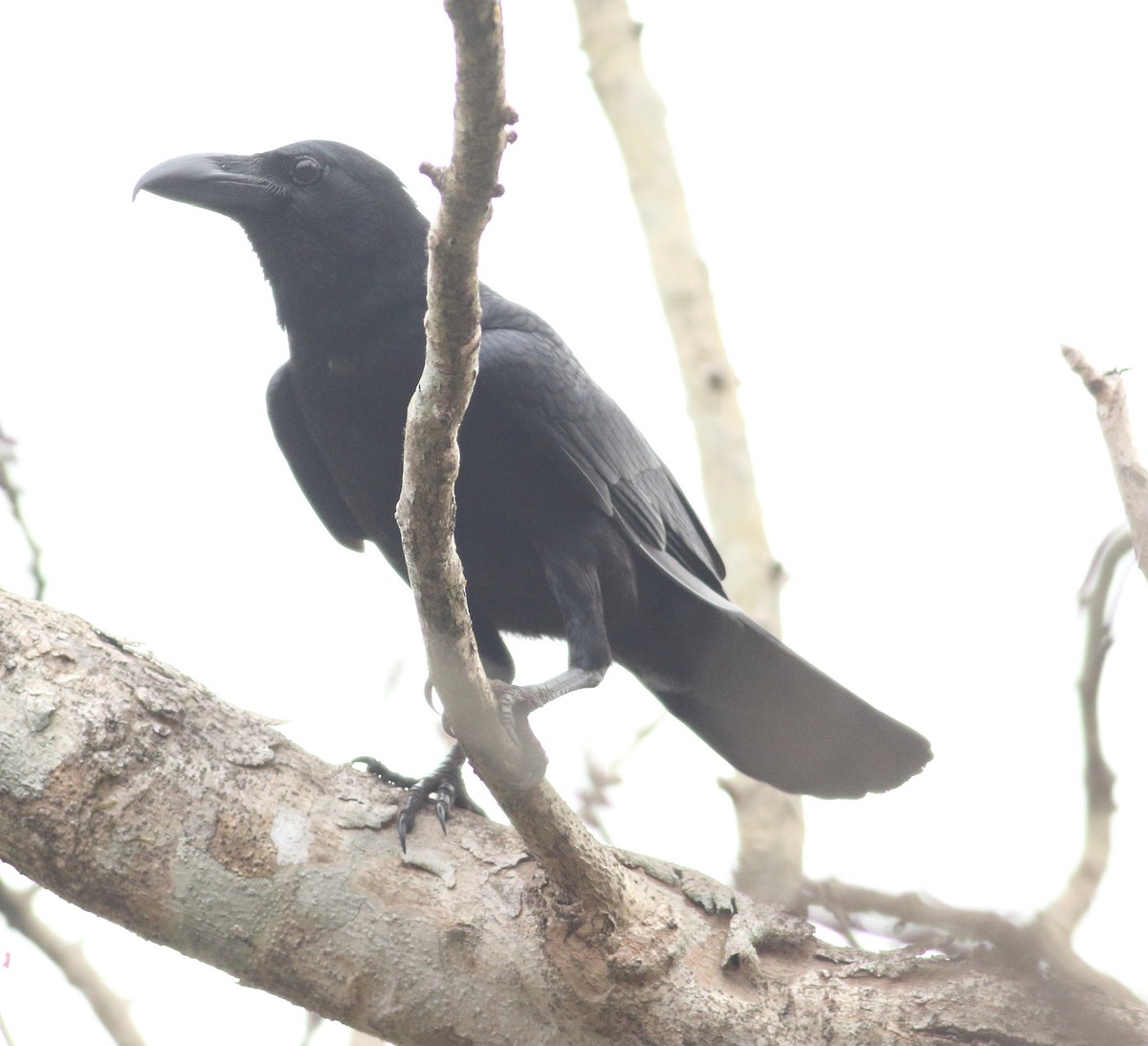 Large-billed Crow (Indian Jungle) - ML616675949