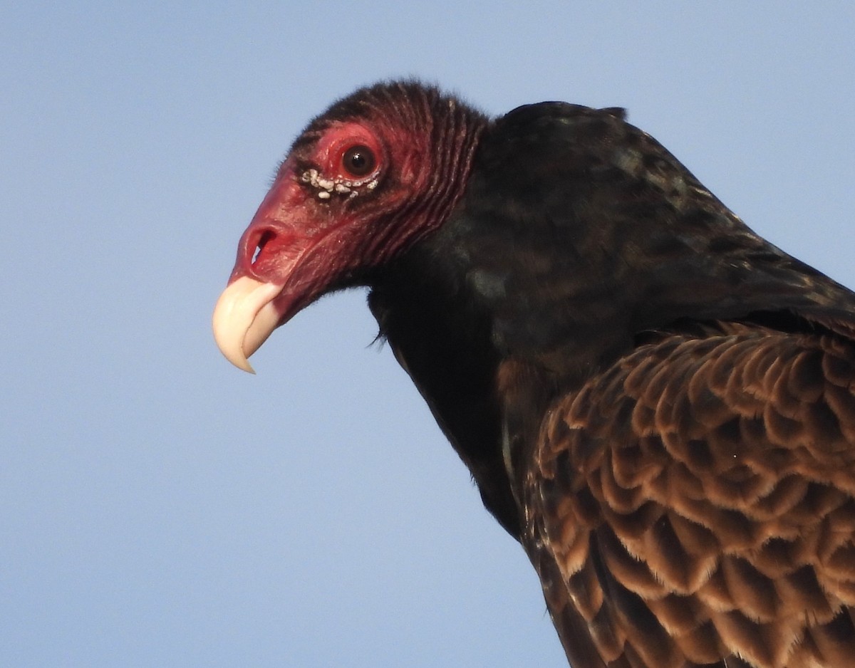 Turkey Vulture - Roger Kroodsma