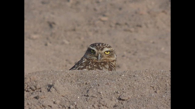 Burrowing Owl - ML616676241