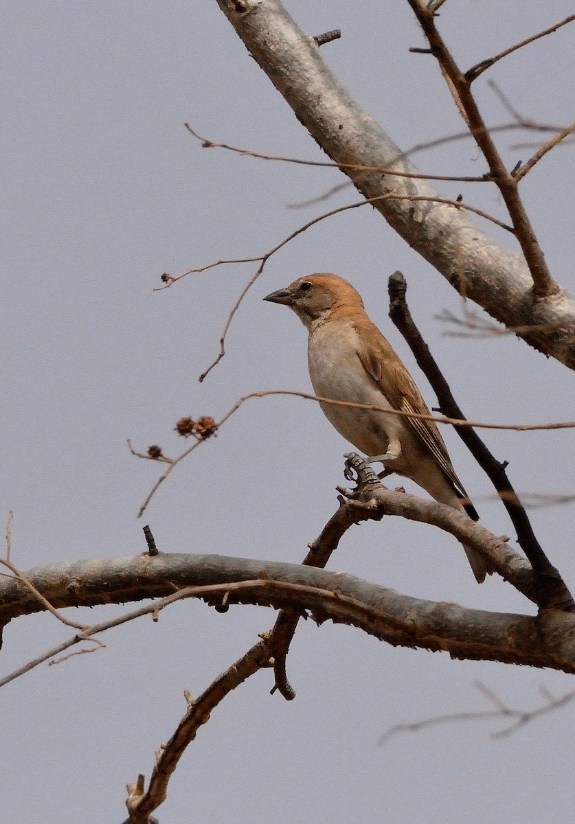 Sahel Bush Sparrow - ML616676413