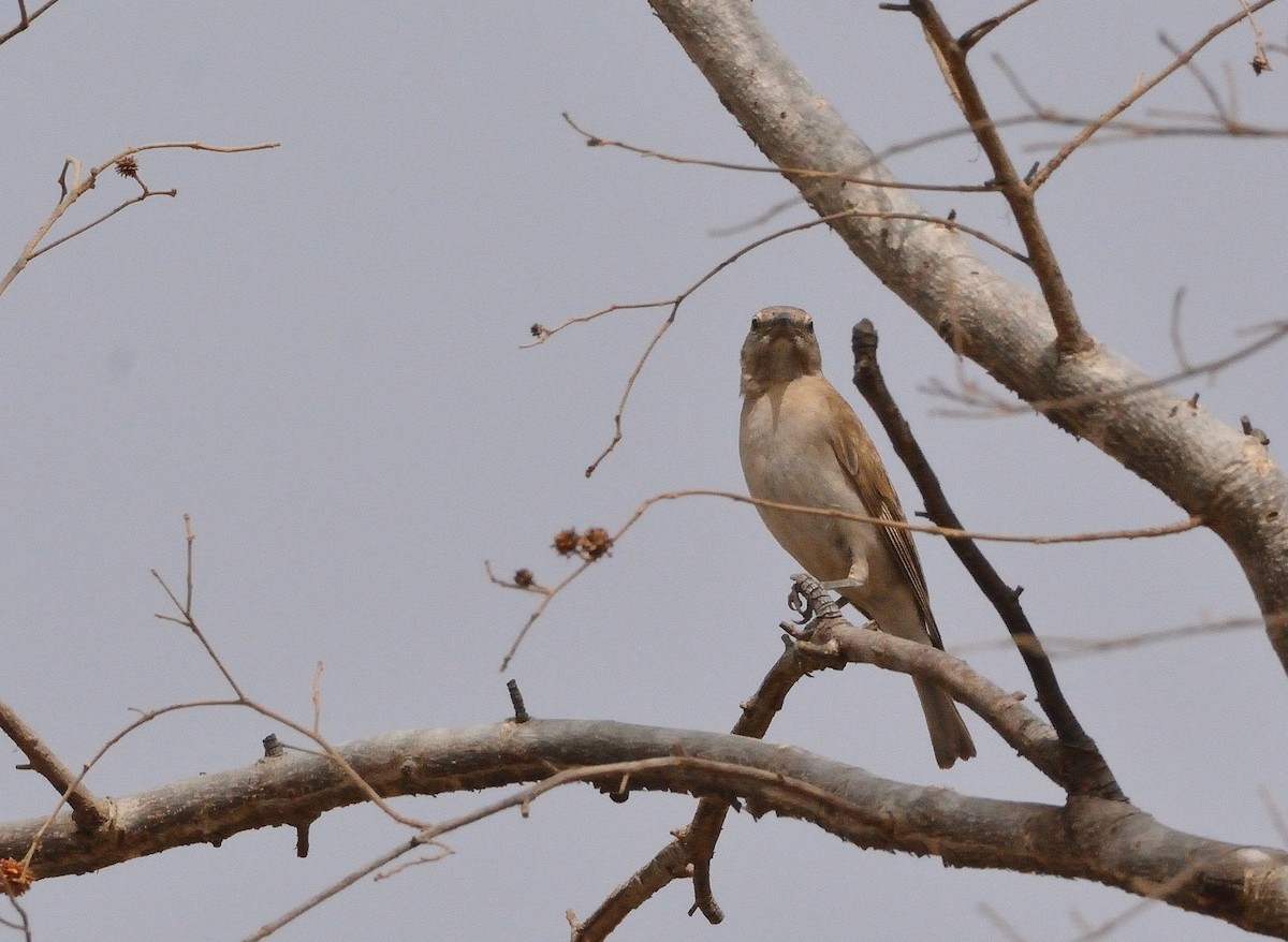 Sahel Bush Sparrow - ML616676415