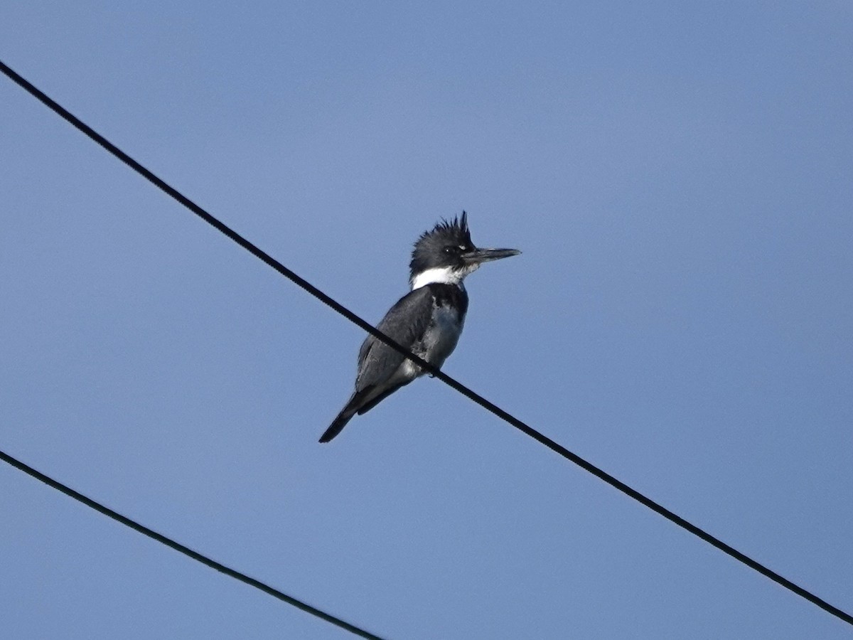 Belted Kingfisher - ML616676430