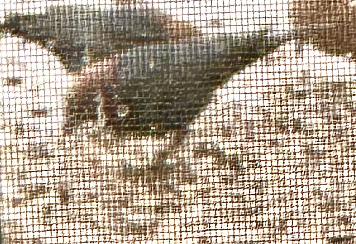 Brown-headed Cowbird - ML616676488
