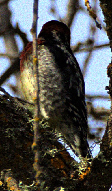Red-breasted Sapsucker - ML616676550