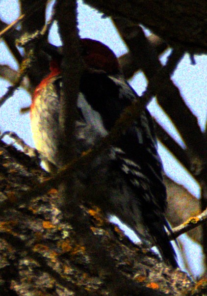 Red-breasted Sapsucker - ML616676551