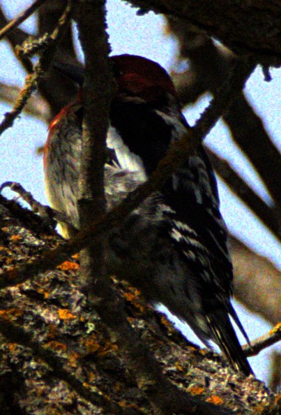 Red-breasted Sapsucker - ML616676552
