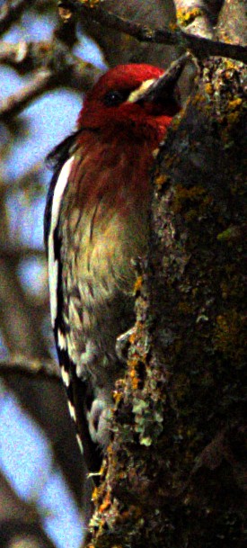 Red-breasted Sapsucker - ML616676554