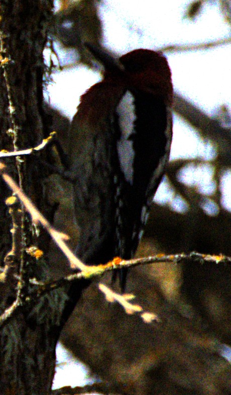 Red-breasted Sapsucker - ML616676555