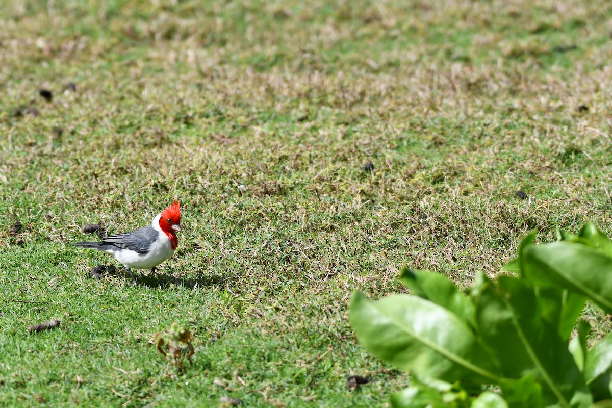 Red-crested Cardinal - ML616676582