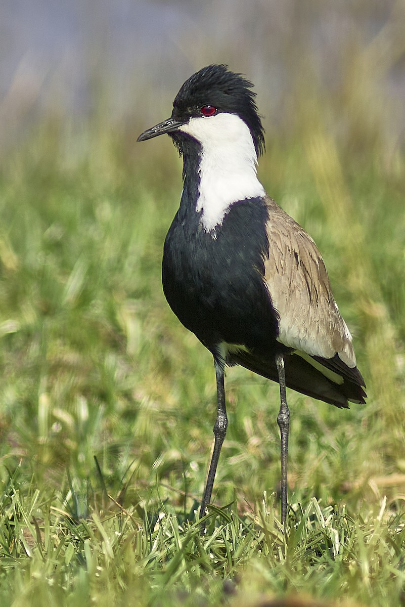 Spur-winged Lapwing - ML616676599