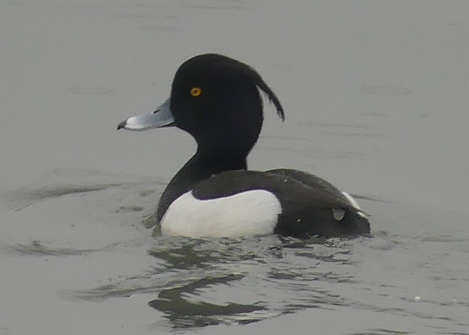 Tufted Duck - ML616677001