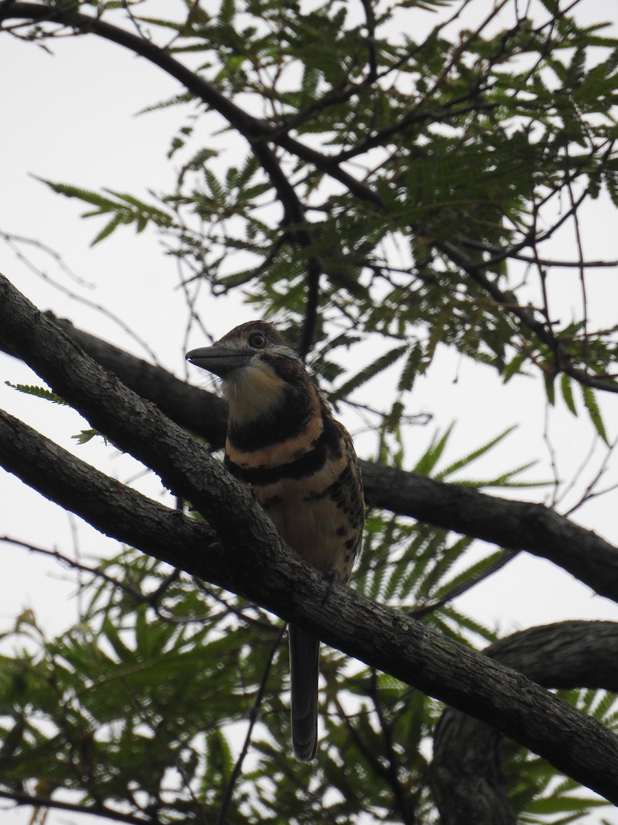 Two-banded Puffbird - ML616677013