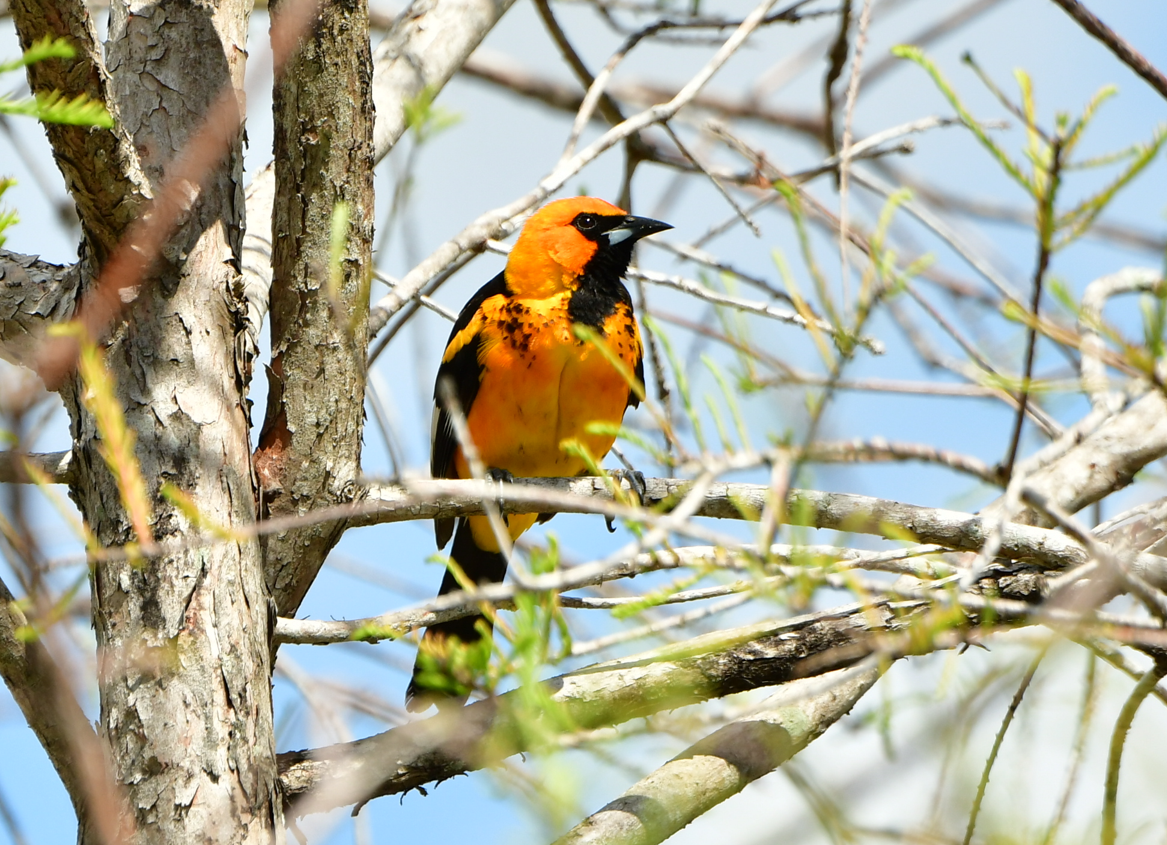 Spot-breasted Oriole - ML616677091