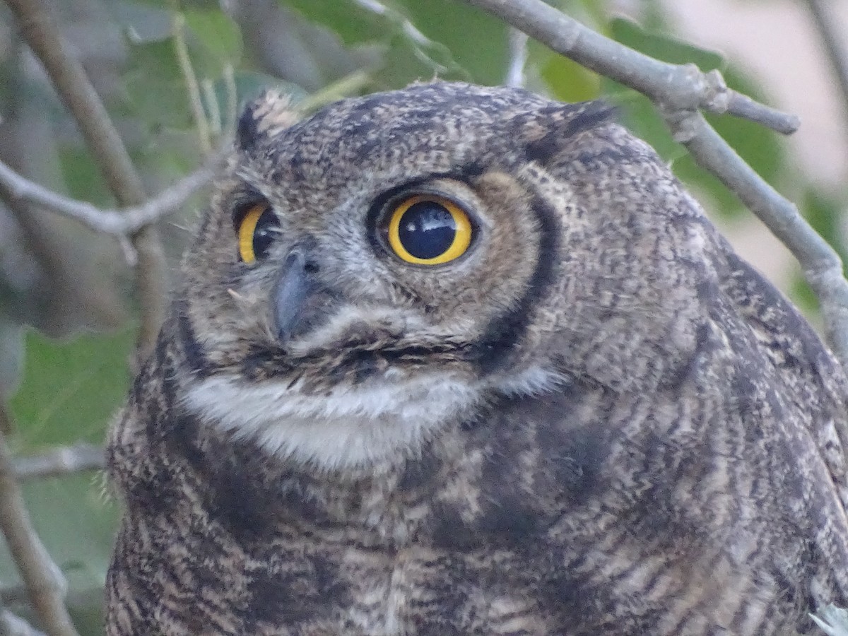 Lesser Horned Owl - ML616677166
