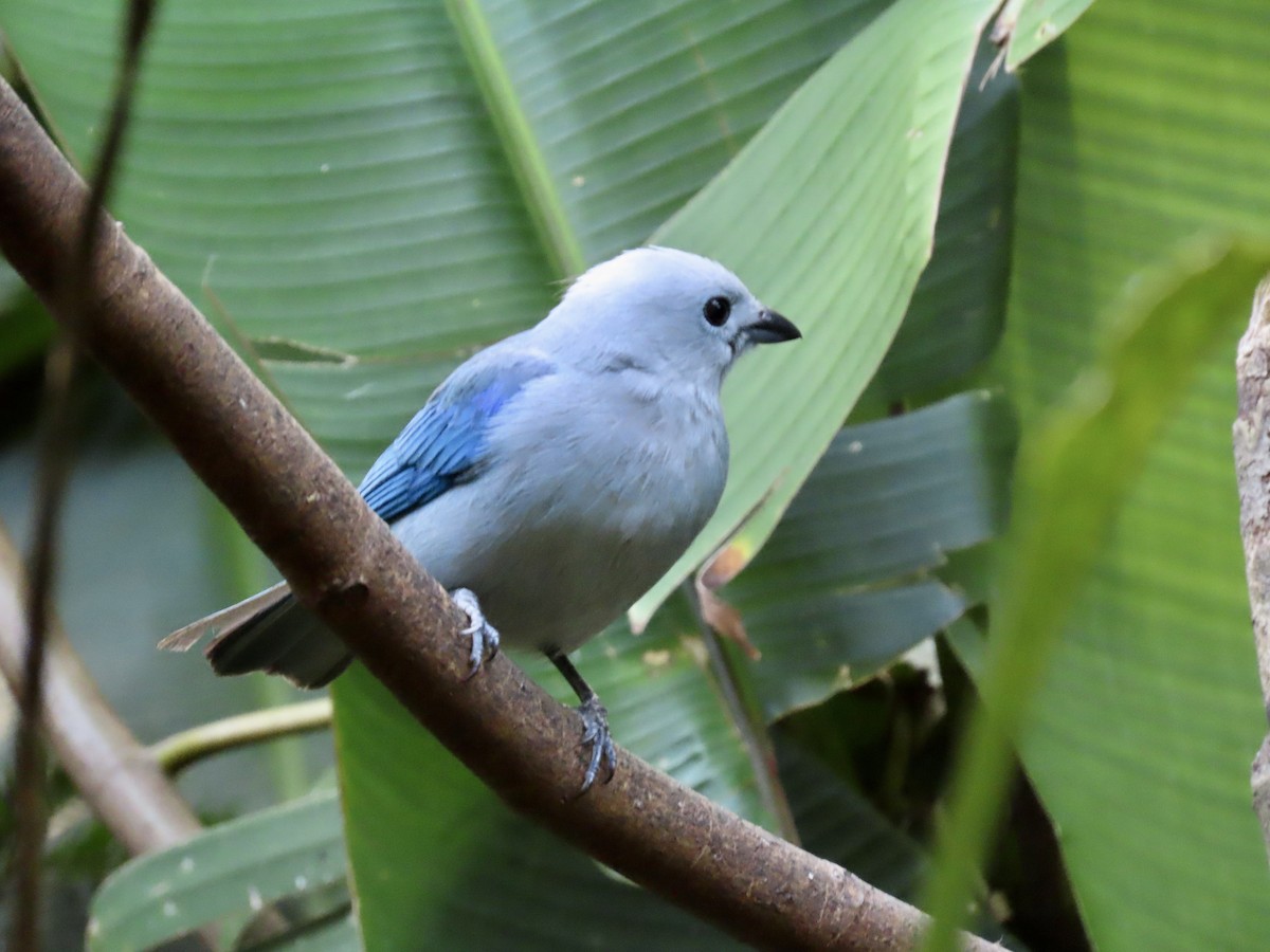 Blue-gray Tanager - ML616677301