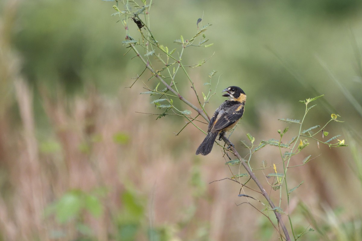 Rusty-collared Seedeater - ML616677321