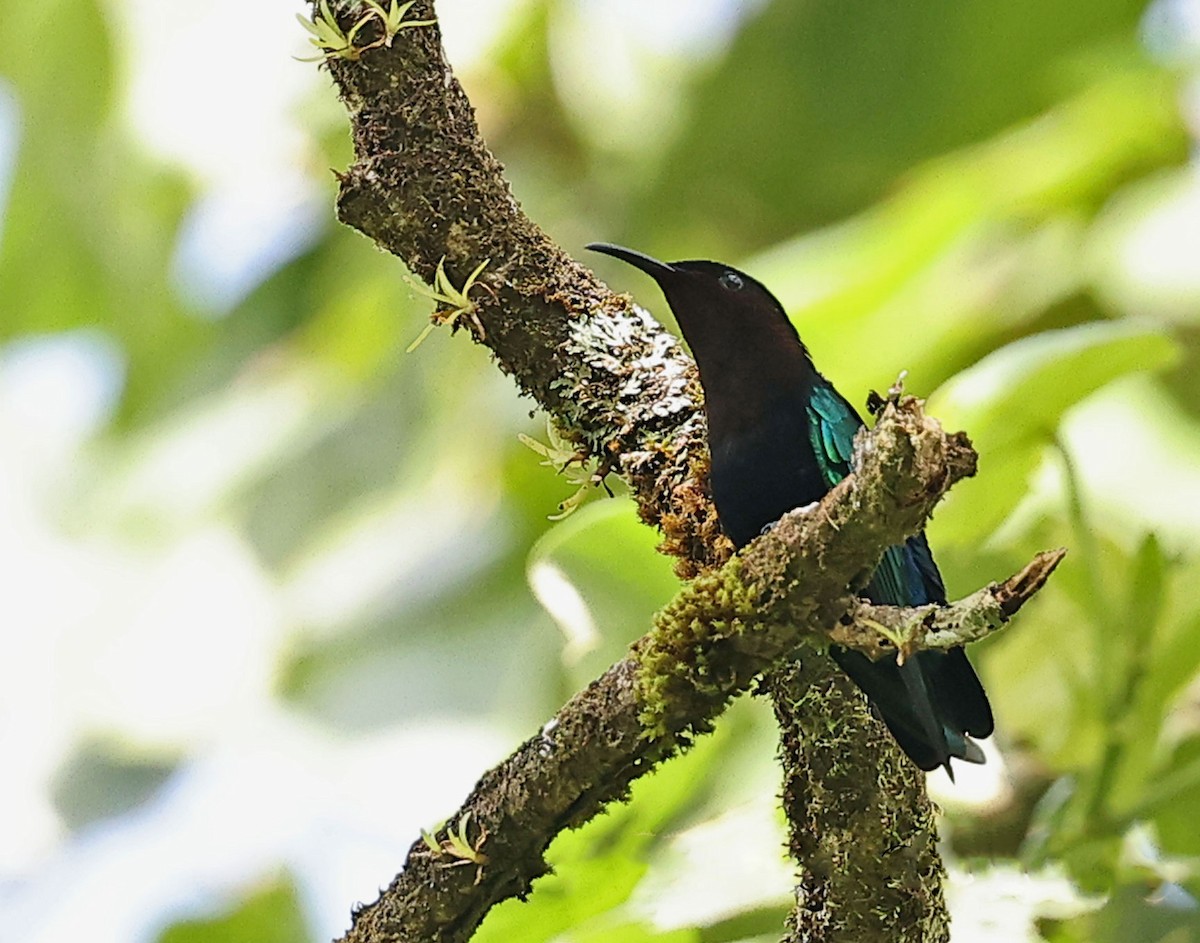 Blue-headed Hummingbird - ML616677366